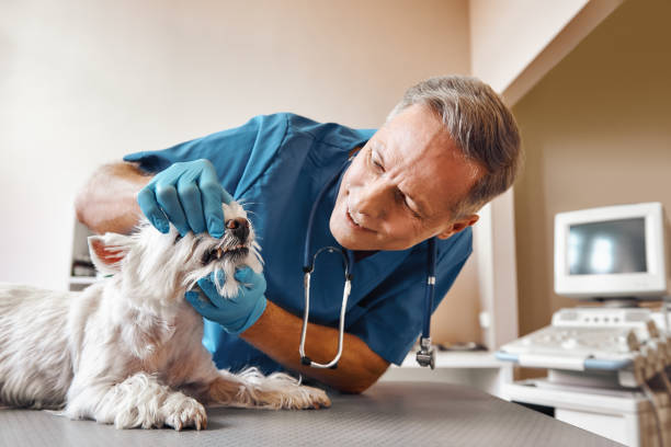 Best 24-Hour Emergency Dentist in Welcome, NC